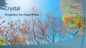  Presentation with dogwood - Theme enhanced with bright flowers of flowering dogwood background and a  colored foreground