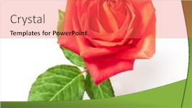  Presentation with rose flower - PPT theme featuring bright-fresh-red-rose-flower background and a red colored foreground