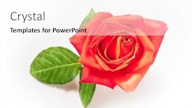  Presentation with rose flower - Presentation having bright-fresh-red-rose-flower background and a white colored foreground