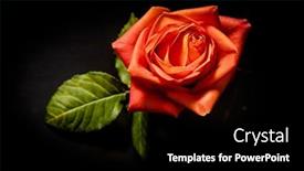  Presentation with rose flower - Presentation theme enhanced with bright-fresh-red-rose-flower background and a black colored foreground