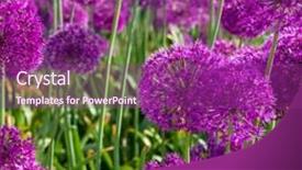  Presentation with accents - Beautiful slide set featuring bright fuchsia flowers with green backdrop and a violet colored foreground