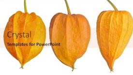  Presentation with white gold - Presentation featuring bright-gold-winter-cherries-isolated background and a gold colored foreground