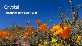  Presentation with poppy - Theme featuring bright-golden-poppy-flowers background and a ocean colored foreground
