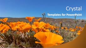  Presentation with poppy - Presentation theme consisting of bright-golden-poppy-flowers background and a teal colored foreground