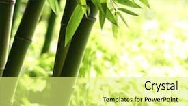  Presentation with bamboo - Audience pleasing theme consisting of bright green bamboo forest backdrop and a blonde colored foreground