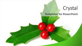  Presentation with christmas holly - Theme featuring bright green christmas holly background and a white colored foreground