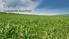  Presentation with corn field - Presentation theme having bright-green-corn-field background and a teal colored foreground