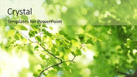  Presentation with green leaves - Slide set consisting of bright green leaves of birch background and a yellow colored foreground