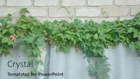  Presentation with green leaves - Presentation with bright-green-leaves-of-wild background and a light blue colored foreground