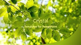  Presentation with green beauty - Theme featuring bright green leaves on the branches in the forest crimea ukraine europe beauty world background and a tawny brown colored foreground