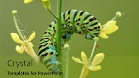  Presentation with orange butterfly - Presentation theme consisting of bright-green-swallowtail-caterpillar-butterfly background and a gold colored foreground