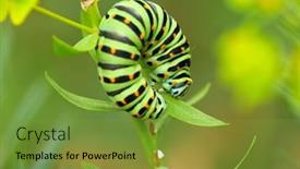  Presentation with orange butterfly - Presentation theme featuring bright-green-swallowtail-caterpillar-butterfly background and a tawny brown colored foreground