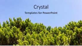  Presentation with pine trees - Beautiful theme featuring bright green tops of pine backdrop and a  colored foreground