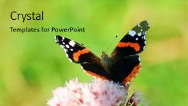  Presentation with flower beautiful lilac border - Beautiful presentation theme featuring bright image of beautiful butterfly backdrop and a yellow colored foreground