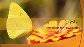  Presentation with orange butterfly - Cool new slides with bright lemon yellow cloudless sulphur backdrop and a  colored foreground