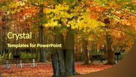  Presentation with jesus the bright morning star - PPT theme having bright maple trees in allegheny background and a  colored foreground