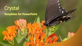  Presentation with orange butterfly - Amazing theme having bright orange butterfly weed backdrop and a tawny brown colored foreground