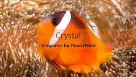  Presentation with bright - Presentation design featuring bright-orange-clownfish-swims-around background and a gold colored foreground