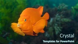  Presentation with checks - PPT theme enhanced with bright-orange-garibaldi-fish-swims background and a wine colored foreground