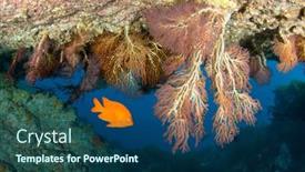  Presentation with blue orange - Amazing PPT layouts having bright-orange-garibaldi-swims backdrop and a ocean colored foreground