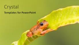  Presentation with green leaf - Cool new presentation theme with bright-orange-golden-sedge-frog backdrop and a yellow colored foreground