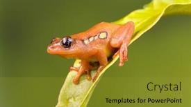  Presentation with green leaf - PPT theme consisting of bright-orange-golden-sedge-frog background and a gold colored foreground