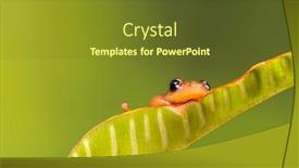  Presentation with green leaf - Cool new theme with bright-orange-golden-sedge-frog backdrop and a tawny brown colored foreground