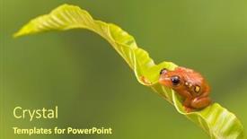  Presentation with green leaf - PPT layouts consisting of bright-orange-golden-sedge-frog background and a tawny brown colored foreground