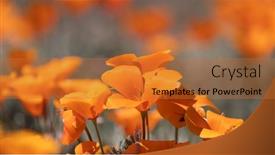  Presentation with poppy - Presentation theme having bright-orange-poppy-flowers-close background and a red colored foreground