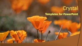  Presentation with poppy - Presentation having bright-orange-poppy-flowers-close background and a tawny brown colored foreground