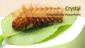  Presentation with caterpillar - Theme featuring black worms leaves - bright orange spiky caterpillar background and a yellow colored foreground