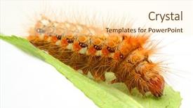  Presentation with caterpillar - Cool new presentation theme with black worms leaves - bright orange spiky caterpillar backdrop and a cream colored foreground