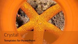  Presentation with orange starfish - Audience pleasing PPT layouts consisting of bright-orange-starfish-in-indonesia backdrop and a gold colored foreground