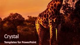  Presentation with travel animal - Audience pleasing presentation theme consisting of bright orange sunset light body backdrop and a wine colored foreground