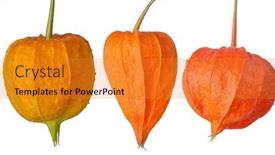  Presentation with bright white - PPT theme enhanced with bright-orange-winter-cherries-isolated background and a gold colored foreground