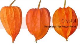  Presentation with bright white - Theme having bright-orange-winter-cherries-isolated background and a gold colored foreground