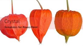  Presentation with bright white - PPT layouts featuring bright-orange-winter-cherries-isolated background and a red colored foreground