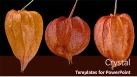  Presentation with bright - Slide set having bright-orange-winter-cherries-isolated background and a tawny brown colored foreground