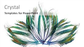  Presentation with lotus flower - Cool new slide set with bright-peacock-feathers-peacock-feathers backdrop and a white colored foreground