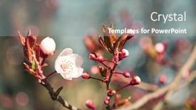  Presentation with beautiful spring flowers - Cool new presentation theme with bright-pink-and-white-flowers backdrop and a gray colored foreground