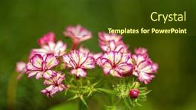  Presentation with bright white - PPT theme having bright-pink-and-white-phlox background and a tawny brown colored foreground