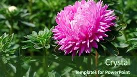  Presentation with bright - Cool new PPT layouts with bright pink aster flower backdrop and a  colored foreground