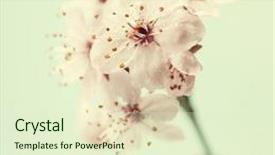  Presentation with growing tree - Amazing PPT layouts having bright pink cherry blossoms growing on a tree after the rain backdrop and a soft green colored foreground