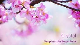  Presentation with pastel pink - Slide deck with bright-pink-cherry-blossoms background and a lemonade colored foreground