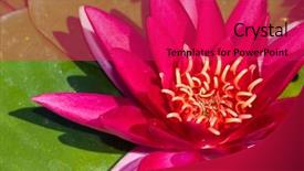  Presentation with pink lotus flower - Audience pleasing presentation theme consisting of bright pink lotus flower with green leaves in a pond backdrop and a red colored foreground