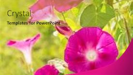  Presentation with summer sun - Colorful presentation theme enhanced with bright pink morning glory flowers backdrop and a yellow colored foreground