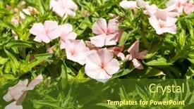  Presentation with pink and green - Presentation theme consisting of bright-pink-phlox-blossoms background and a tawny brown colored foreground