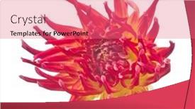  Presentation with dahlia - Colorful theme enhanced with bright red adn yellow dahlia bloom isolated on white background backdrop and a coral colored foreground