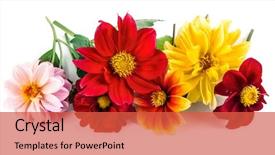  Presentation with dahlia - Colorful PPT layouts enhanced with bright red and yellow flower backdrop and a red colored foreground