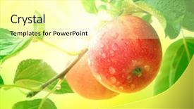  Presentation with sunlight - PPT theme enhanced with bright red apples with sunlight background and a blonde colored foreground